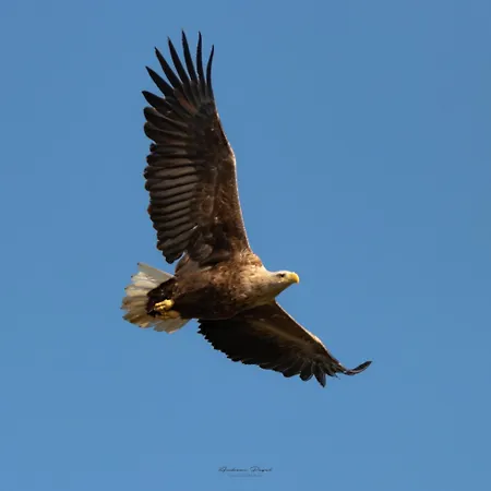 Seeadler - Heuser Apartment