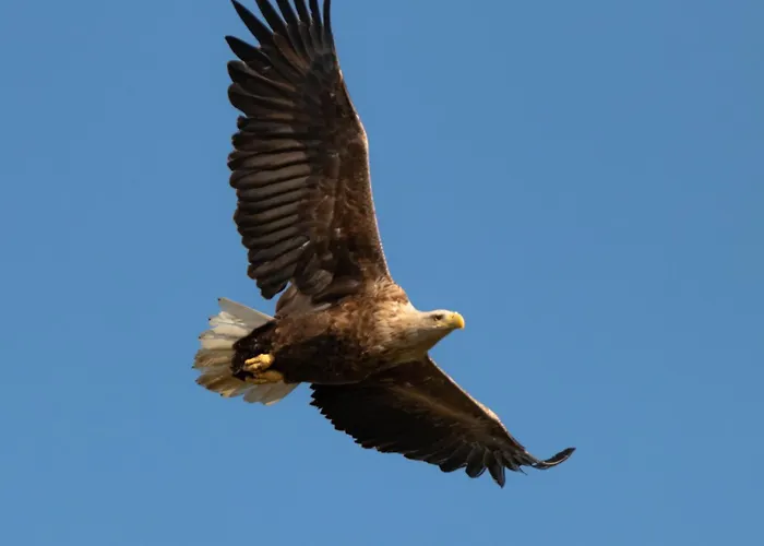 Seeadler - Heuser 公寓